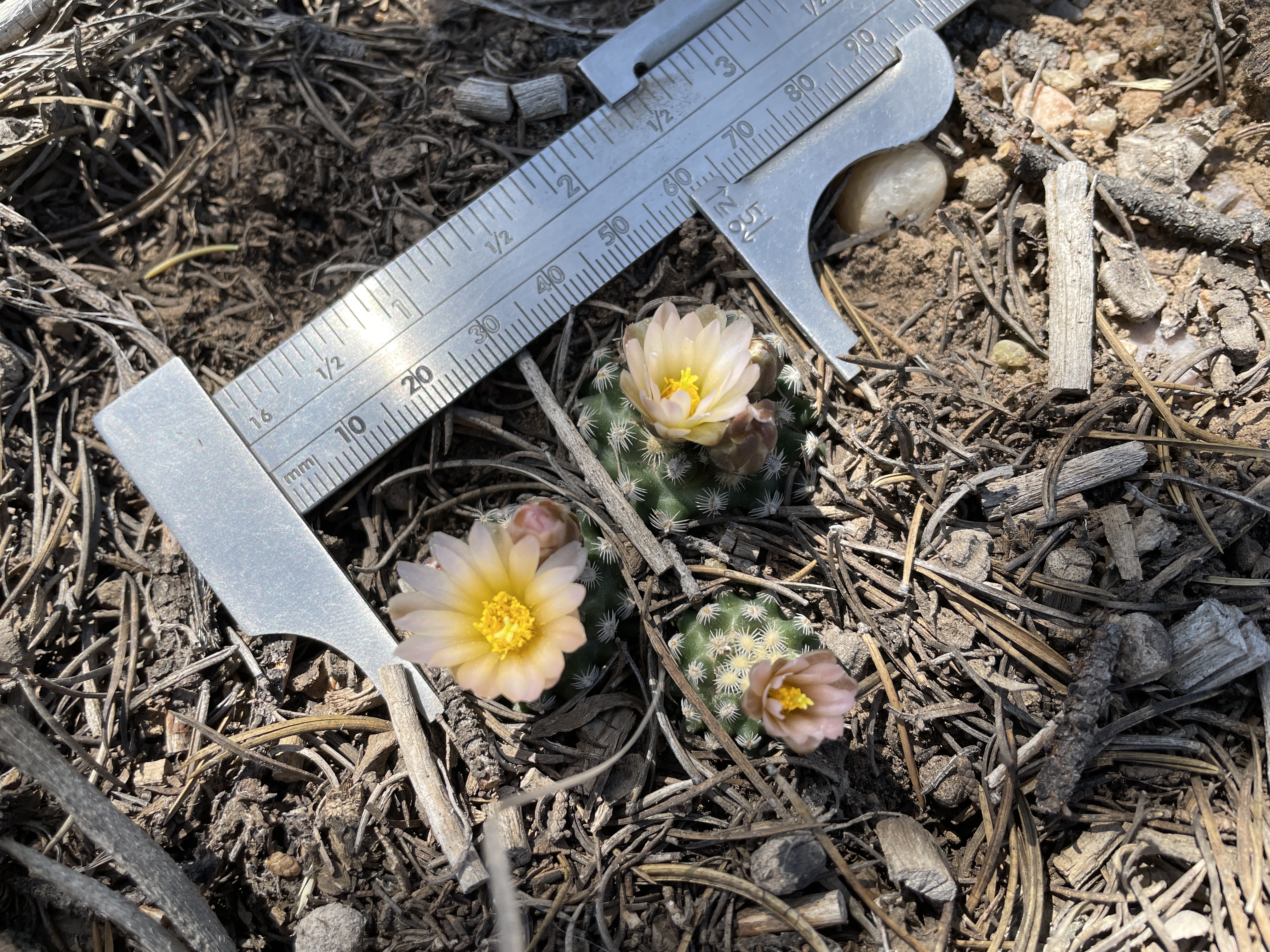 Three Pediocactus with ruler