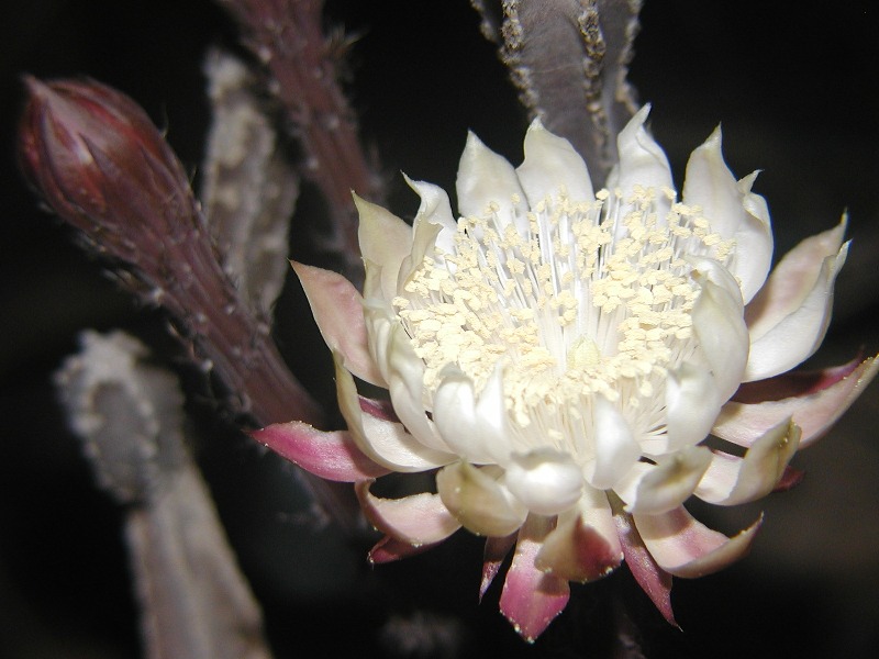 Peniocereus greggii ~ Night Blooming Cereus ~ stordimento Fiori bianchi ~ Rare 5 Semi ~