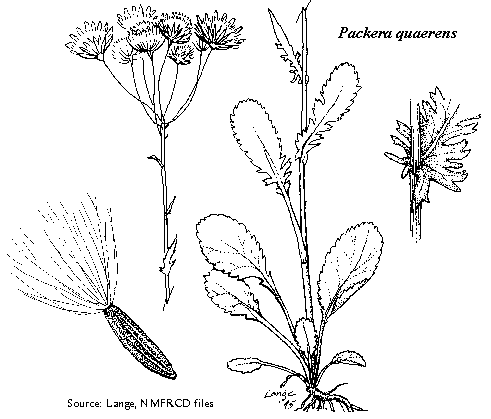 Packera quaerens (Gila groundsel) | New Mexico Rare Plants