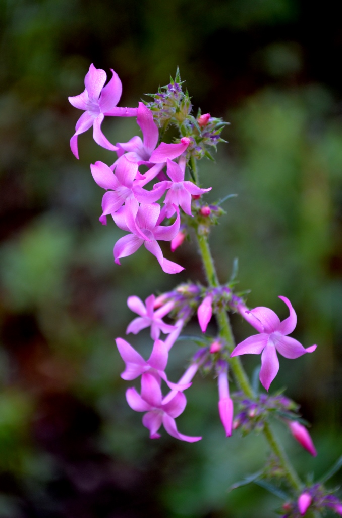 discussion-group-new-mexico-rare-plants