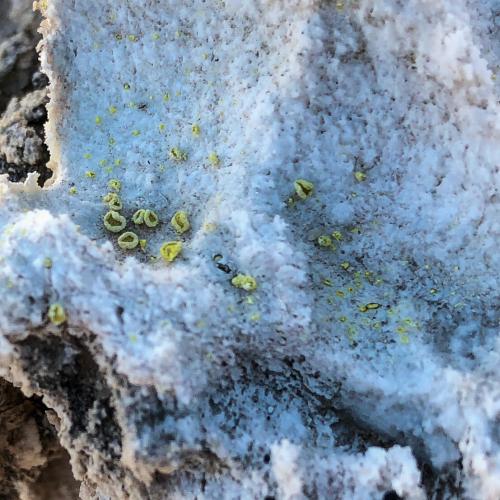 A Lichen