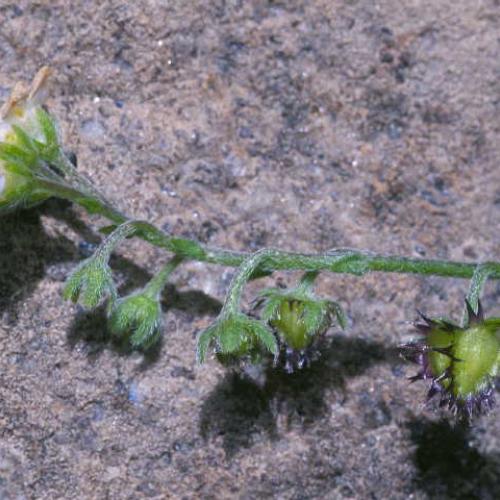 boraginacaeae coiled cyme