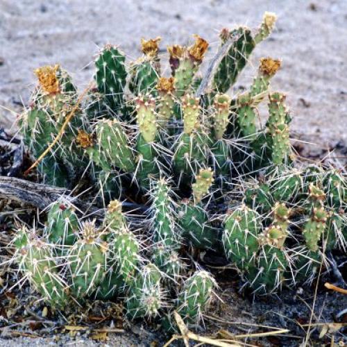 Opuntia arenaria (Sand Prickly-Pear) | New Mexico Rare Plants